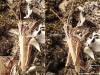 Chorthippus sp.